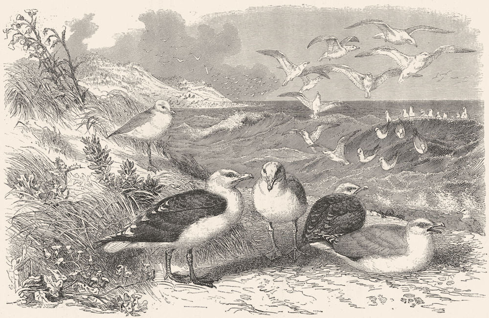 BIRDS. Sea-Flier. Gulls. Black-backed & Herring c1870 old antique print